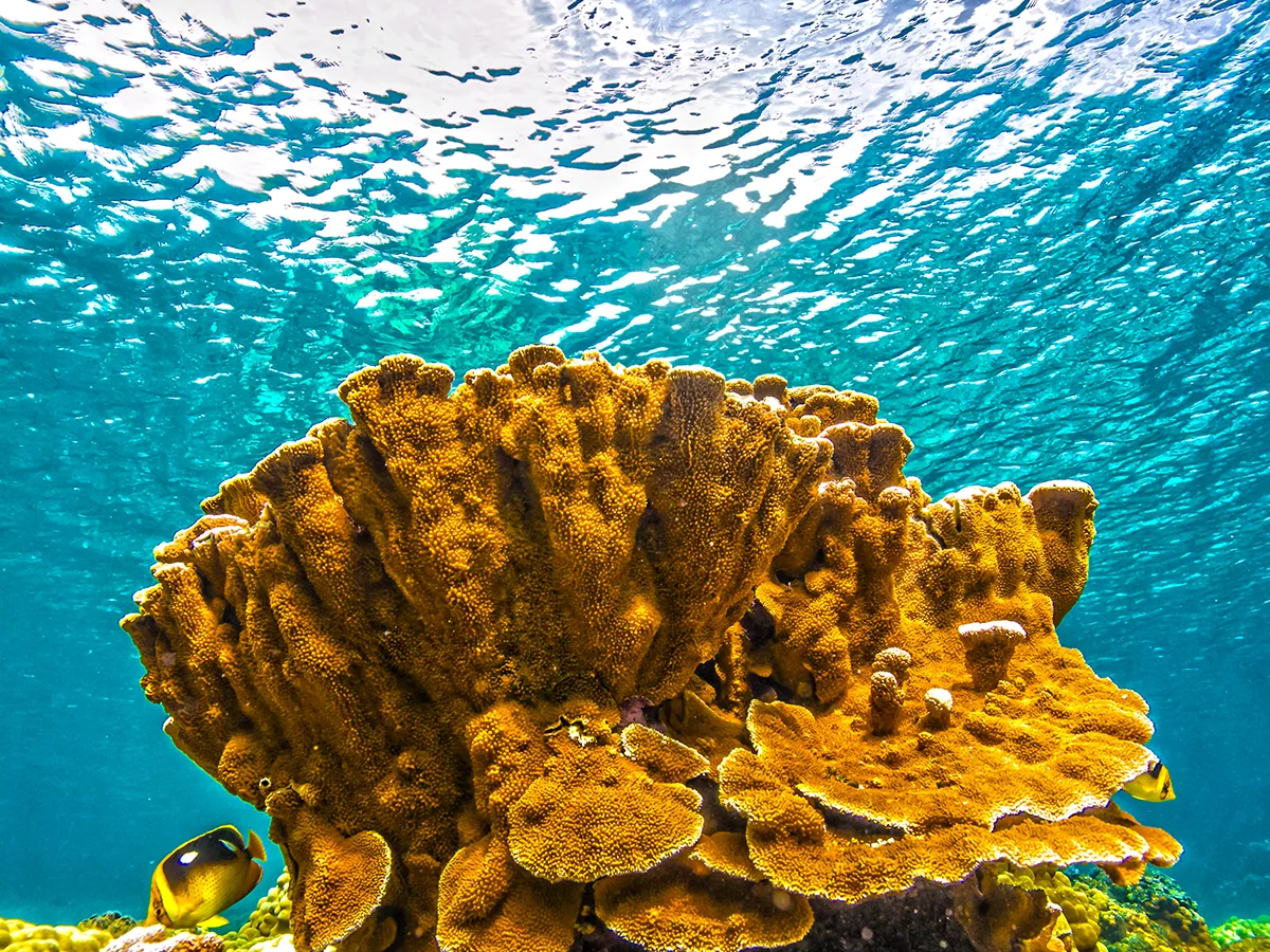 Large orange coral and a colorful fish underwater, with sunlight reflecting on the water’s surface above.