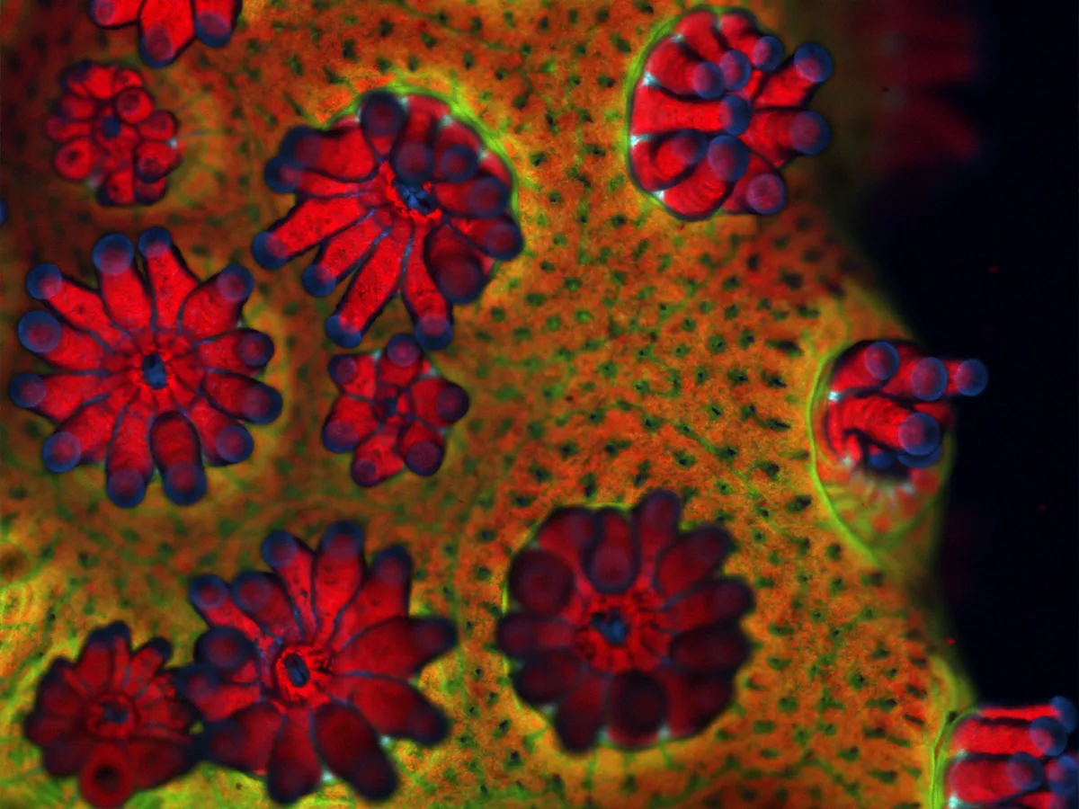 Close-up of red and purple coral polyps against a vibrant green and yellow background, seen under a microscope.