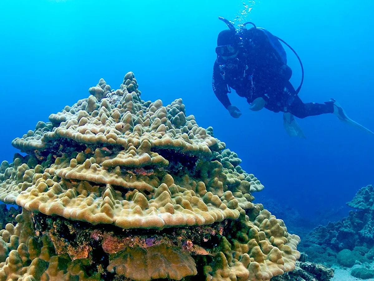 A scuba diver swims near a large, layered coral formation in clear blue ocean water.