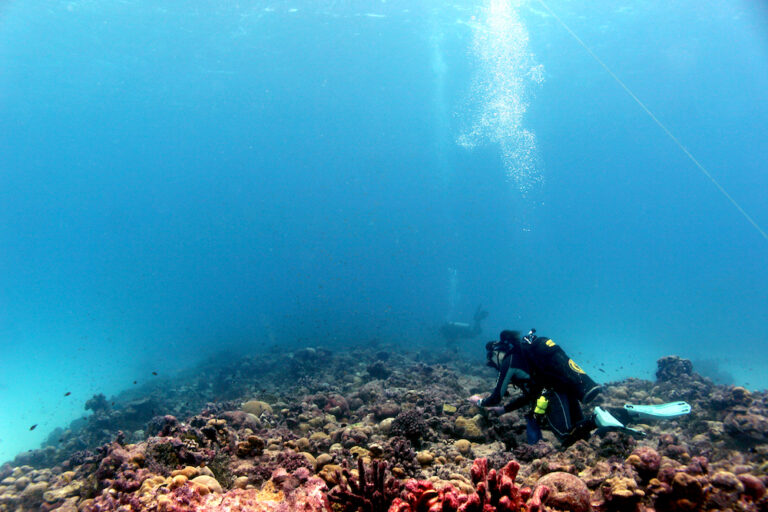 A scuba diver examines coral on the ocean floor; another diver floats in the background with bubbles rising.