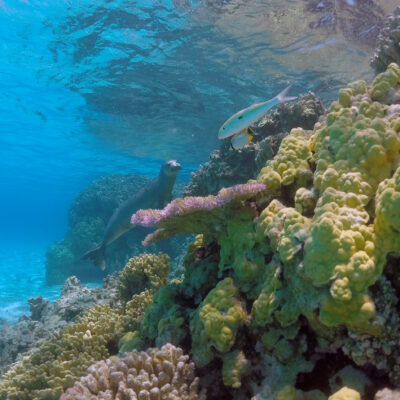 A sea lion swims near colorful coral reefs with a fish above in clear blue ocean water.