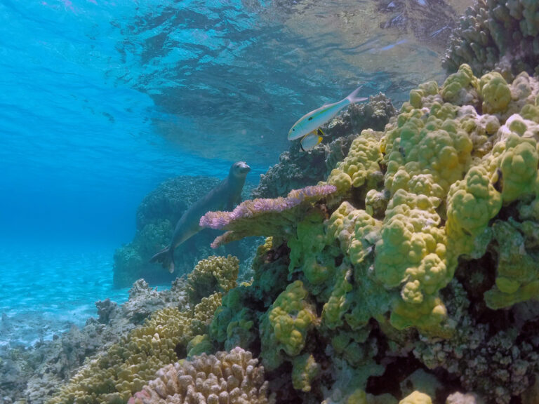 A sea lion swims near colorful coral reefs with a fish above in clear blue ocean water.