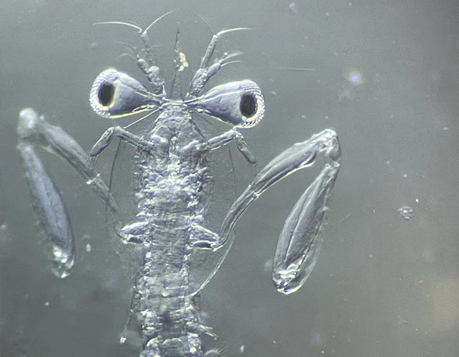 Close-up of a transparent mantis shrimp larva with large eyes and raised appendages against a gray background.