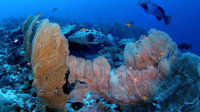 Colorful coral reefs with sea fans and various fish swimming underwater in a vibrant ocean scene.
