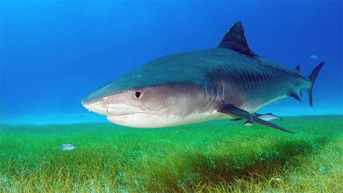 A large tiger shark swims close to the ocean floor above seagrass in clear blue water.