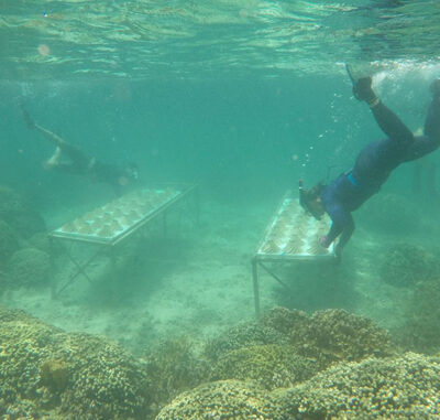 Two snorkelers work underwater near metal tables with coral fragments on a coral reef.