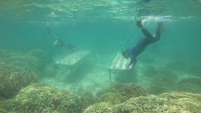 Two snorkelers work underwater near metal tables with coral fragments on a coral reef.