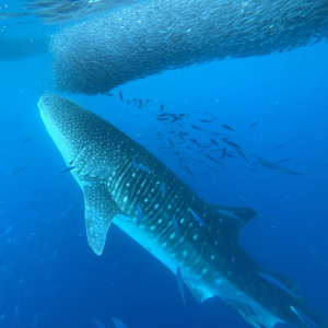 A whale shark swims underwater near a large school of fish in clear blue ocean water.