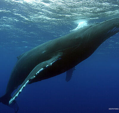 A humpback whale swims gracefully underwater in the blue ocean, near the surface.