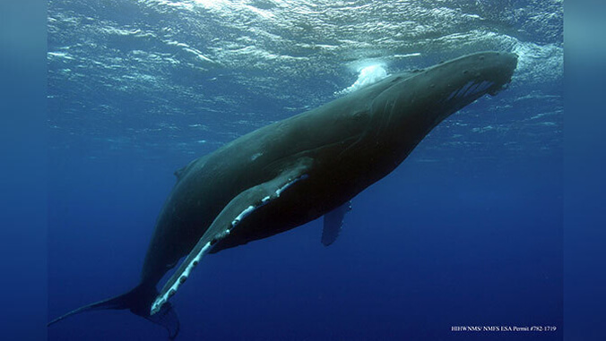 A humpback whale swims gracefully underwater in the blue ocean, near the surface.