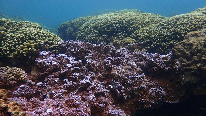 Underwater view of coral reefs with healthy green coral and areas of dying, purple coral in the foreground.