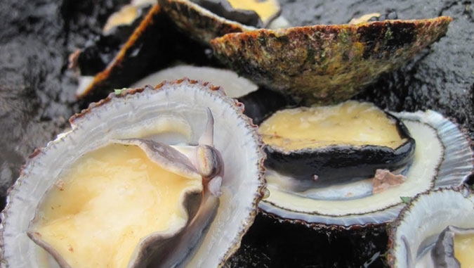 Close-up of fresh limpets attached to rocks, showing their rough shells and yellowish interiors.