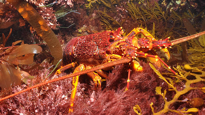 A colorful lobster with long antennae among seaweed and underwater plants.