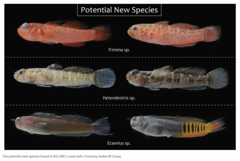 Three different small, colorful fish species, labeled Trimma, Hetereleotris, and Ecsenius, on a black background.