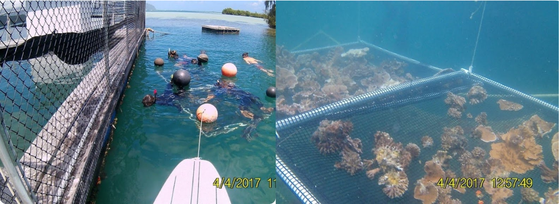 Left: People and buoys in water by a netted enclosure. Right: Coral fragments inside a mesh underwater structure.