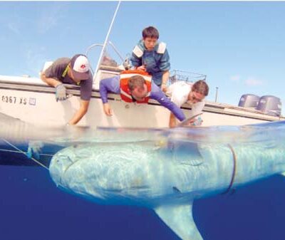 Four people on a boat lean over to tag a large shark that is partially above water.