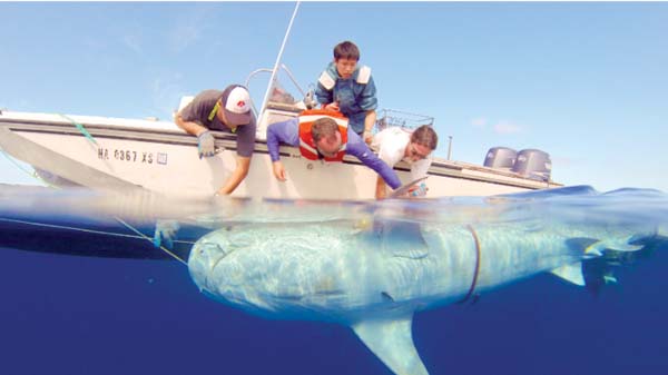 Four people on a boat lean over to tag a large shark that is partially above water.