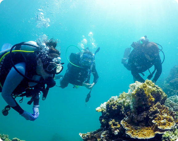 Three scuba divers explore a colorful coral reef underwater, surrounded by clear blue water and sunlight.