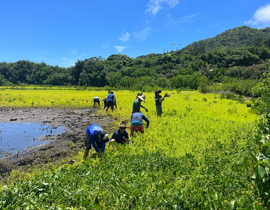 People working in a green field near a muddy area with trees and hills in the background under a blue sky.