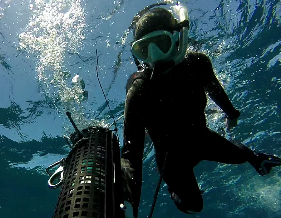 A diver in a wetsuit and mask swims underwater with research equipment near the ocean surface.
