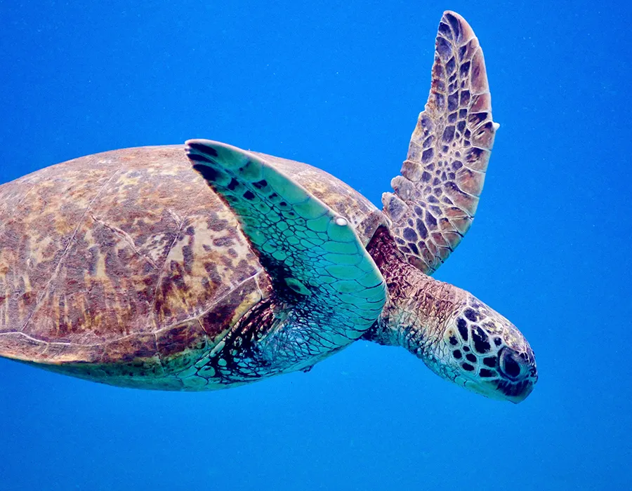 Sea turtle swimming underwater with outstretched flippers against a bright blue background.