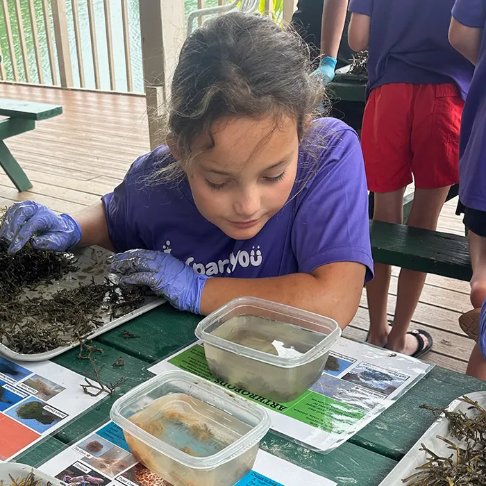 Young girl in a purple shirt examines trays of seaweed and water at a table during an educational activity.