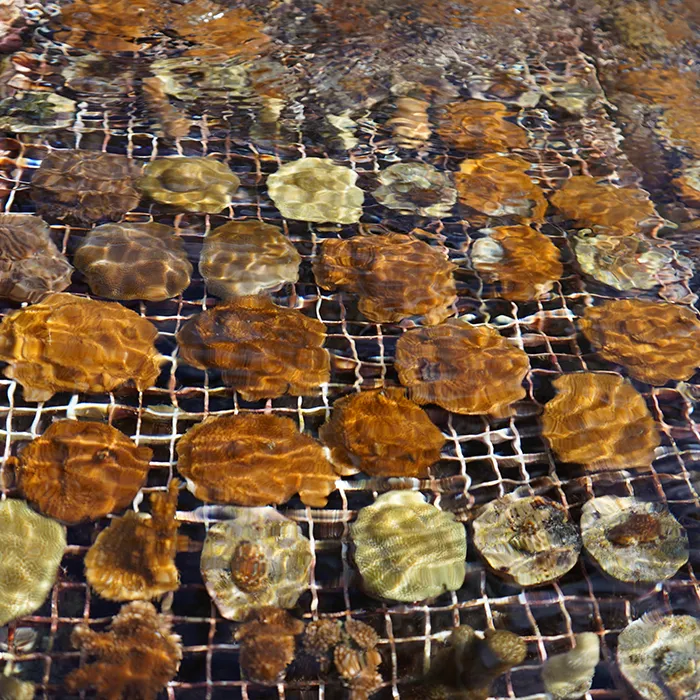 Round sea creatures on a mesh grid underwater, with sunlight creating ripples and reflections on the surface.