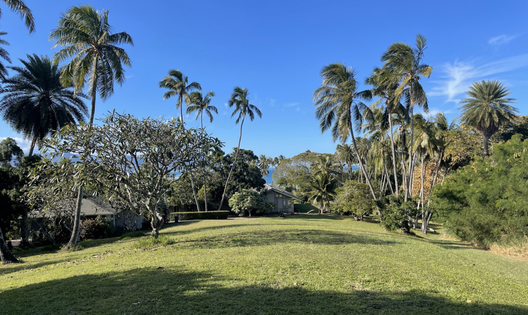 Green grassy yard with palm trees, tropical plants, and a small house under a clear blue sky.