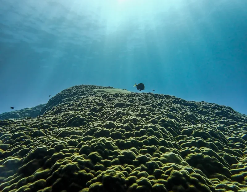 Underwater scene of sunlight shining on coral reef with a single fish swimming near the surface.