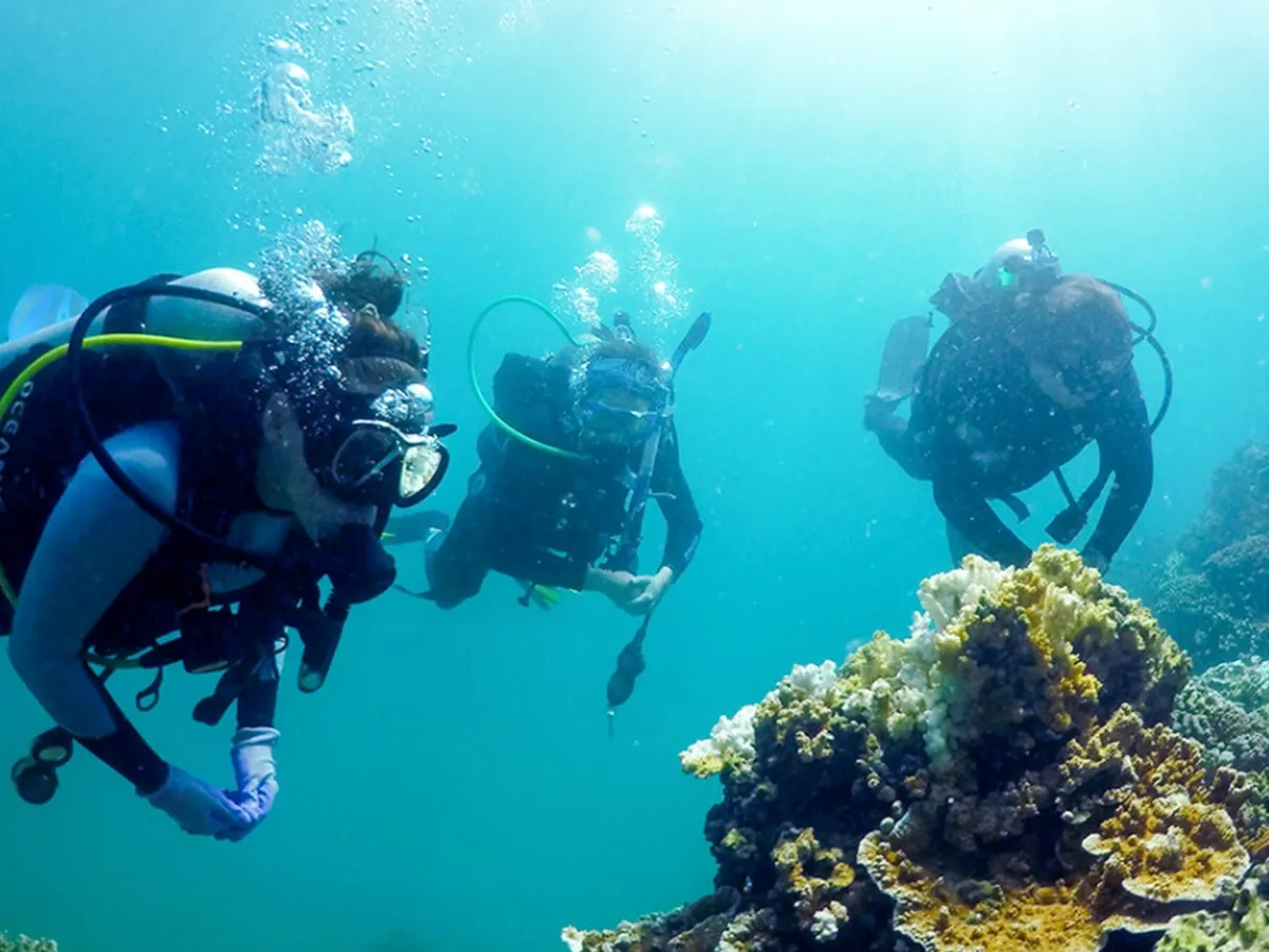 Three scuba divers explore a coral reef underwater in clear blue ocean water.