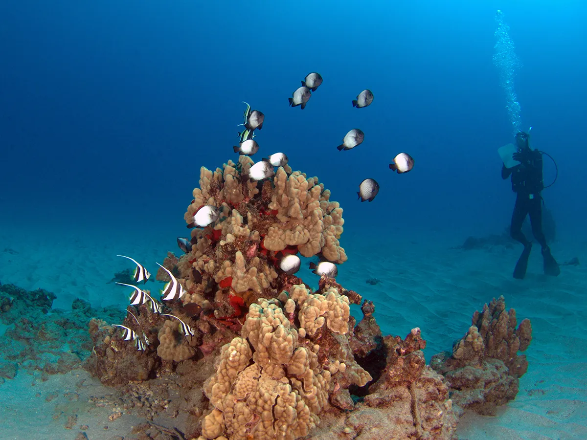 A diver observes black-and-white fish swimming around coral on the sandy ocean floor.