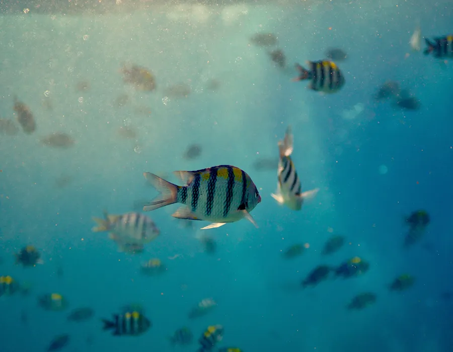 A group of striped tropical fish swimming underwater in clear blue ocean.