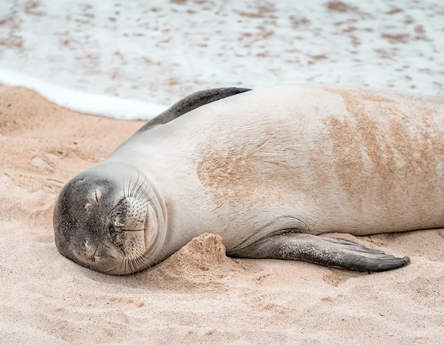 A seal lies on sandy beach near the ocean, eyes closed, appearing relaxed and content.