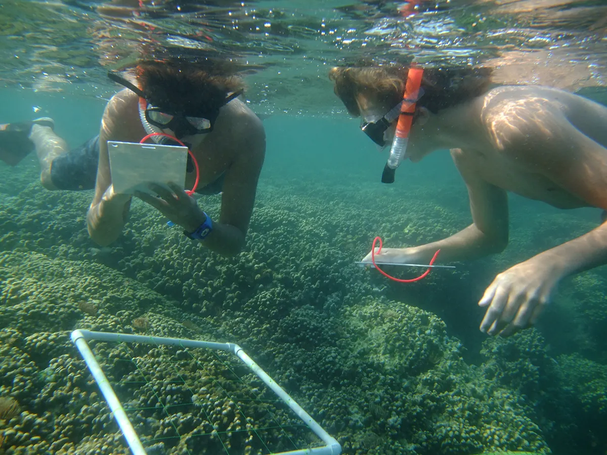 Two snorkelers observe and record data over coral using underwater slates and a white square frame.