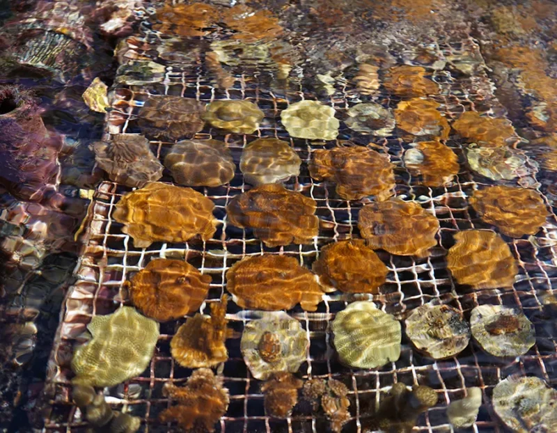 Round corals growing on a submerged grid structure in shallow water, sunlight rippling on the surface.