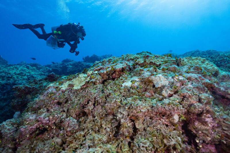 Scuba diver swims near a coral reef underwater in clear blue ocean water.