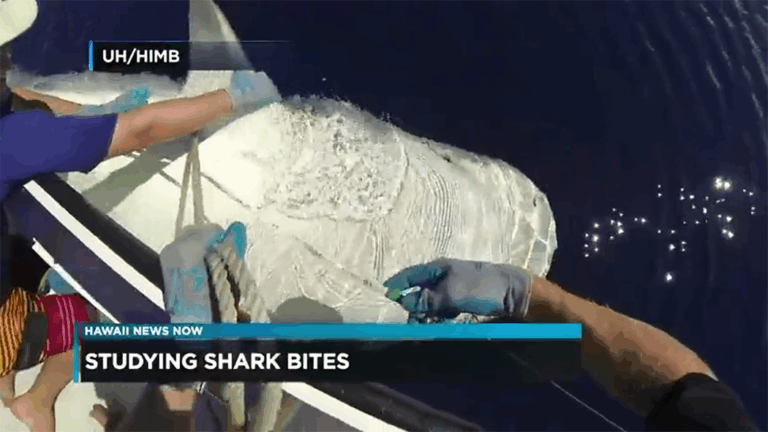Researchers in gloves examine a large shark beside a boat, with the text "STUDYING SHARK BITES" on screen.