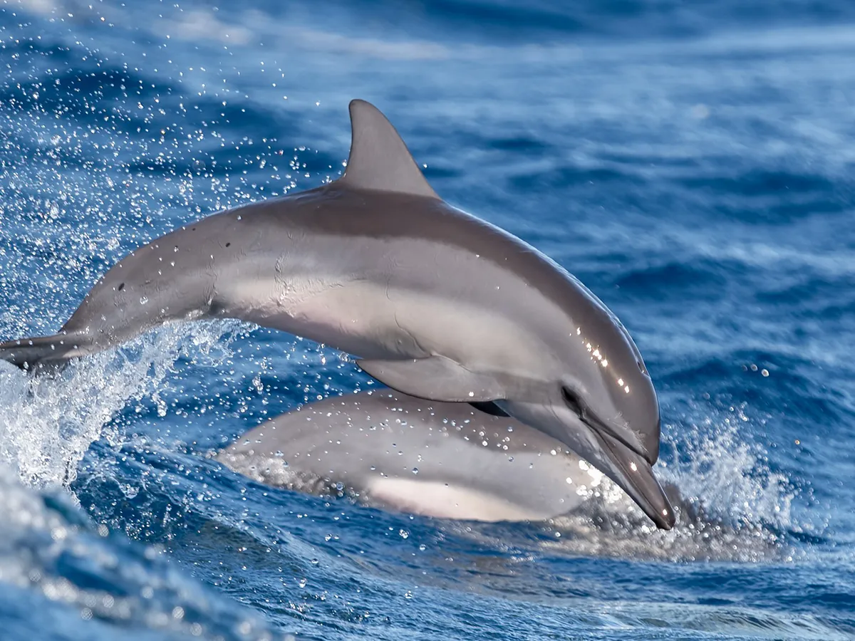 A dolphin leaps playfully out of the blue ocean water, with another dolphin just beneath the surface.