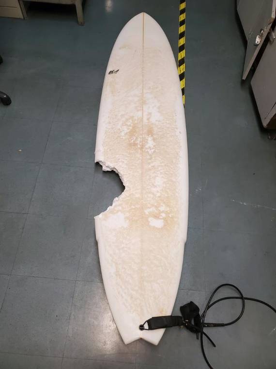 A white surfboard with a large bite taken out of one side, lying on a blue floor.