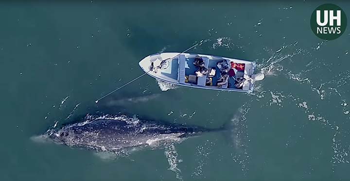 Aerial view of a boat with people near a large whale swimming in the ocean; UH News logo in corner.