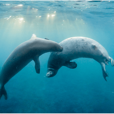 Two seals swim underwater facing each other, with rays of sunlight streaming through the blue water above.