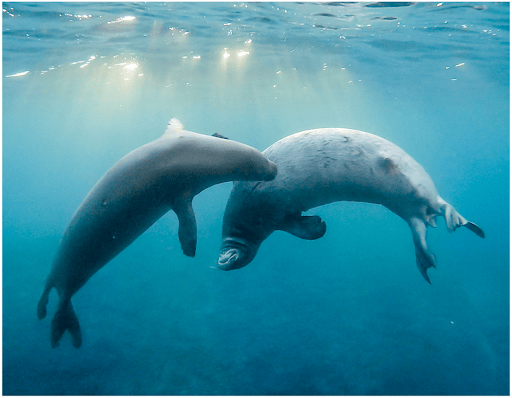 Two seals swim underwater facing each other, with rays of sunlight streaming through the blue water above.