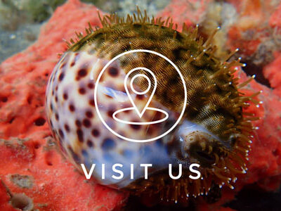 A spotted sea shell on red coral with a "Visit Us" location pin icon overlay.